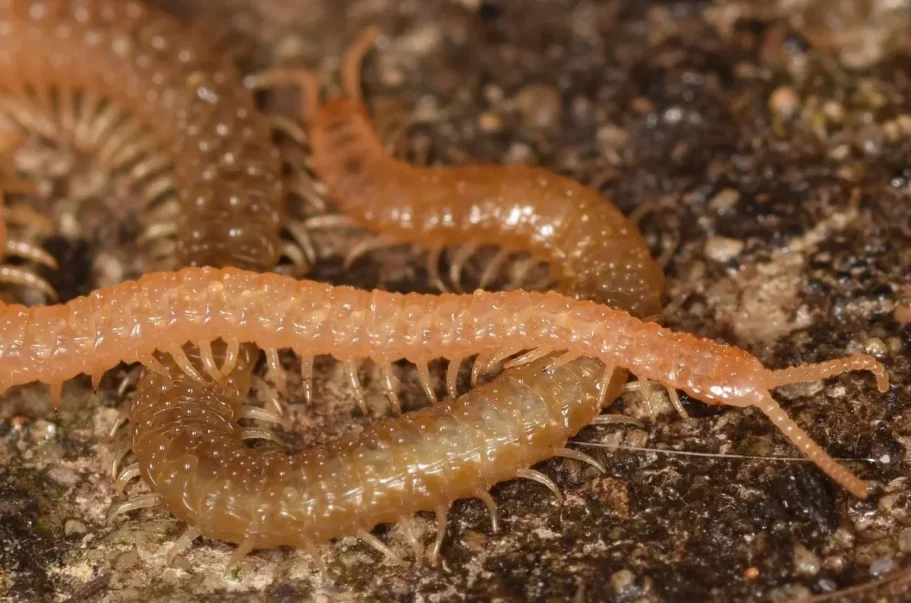 close up of a Western Yellow centipede, showing its eighty-plus legs and beaded antennae.