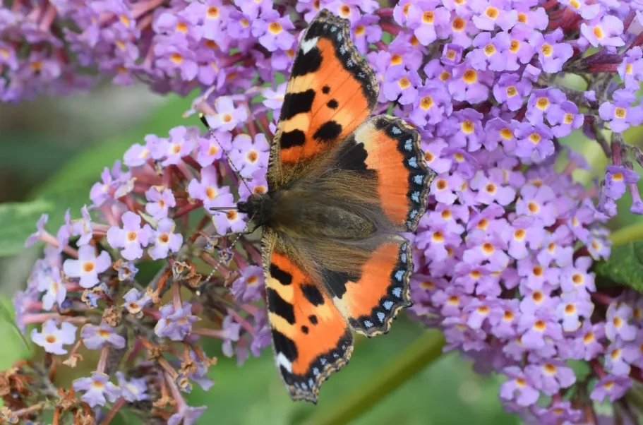A bright red-orange Small Tortoiseshell on a pink Buddleia.