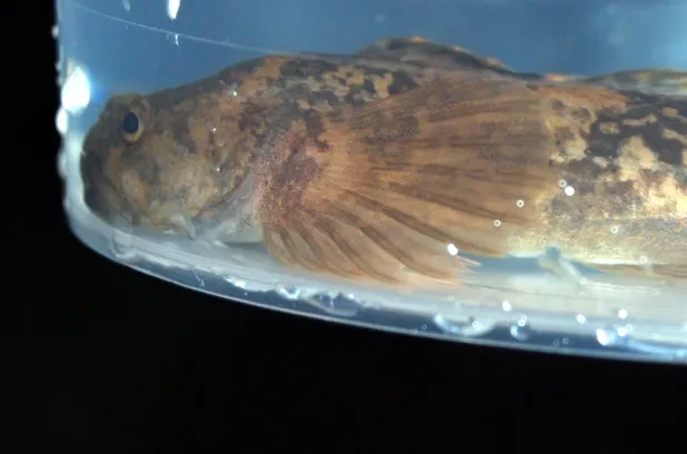 A Common Bullhead in a container, the close up showing its spiny pectoral fins.